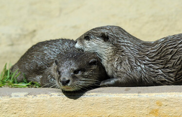 Two otter friends with one resting its head on the other