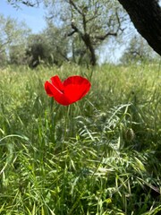 Papavero solitario