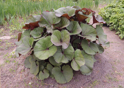 Buzulnik serrated (serrated ligularia)
