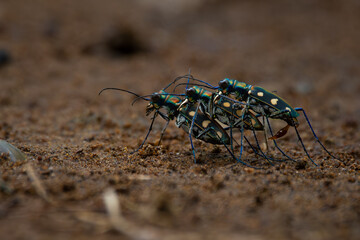 rare golden-spotted tiger beetle Cicindela aurulenta threesome mating ritual on red soil, natural...