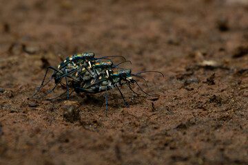 rare golden-spotted tiger beetle Cicindela aurulenta threesome mating ritual on red soil, natural bokeh background