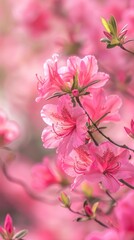 A bunch of pink flowers in full bloom, creating a soft and playful background. Wallpaper. Summer mood.