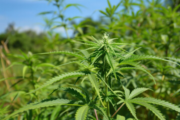 Naklejka premium Marijuana Leaves, Cannabis Plant, Buds, Generative AI