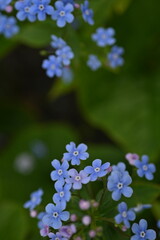blue forget-me-not flowers, sky color flowers on a green background, evening summer evening, close-up flowers on a blurred background, natural development, photo for inspiration