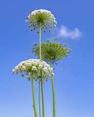 Flowers Wild carrots bloom in April