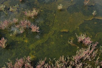 Top down view of shallow sea water with some foliage of glasswort plants, latin name Salicornia, sunlit by summer sunshine. 