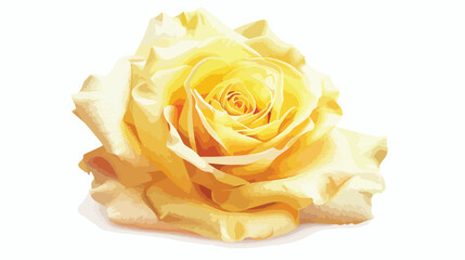 Fresh yellow rose on white background closeup Vector