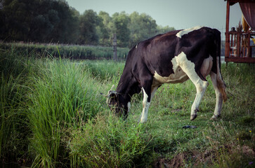Black and white cow grazing in a meadow on a summer day
