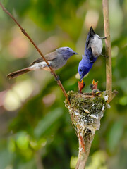 Lovely moment of Black-naped Monarch (Female) and Black-naped Monarch(Male) Feeding the baby birds
