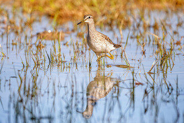 Wood sandpiper (Tringa glareola) at nature reserve of the Isonzo river mouth, Isola della Cona, Friuli Venezia Giulia, Italy. Small wader of the family Scolopacidae.