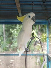 yellow crested cockatoo © ar.syahuri