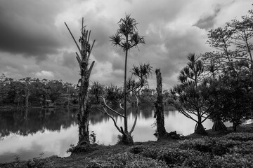 Landscape with Lake and Bizarre Trees in Bois Cheri Tea Plantation, Mauritius in Monochrome Black and White