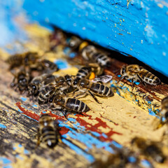 Wooden beehive and bees.The bees return to the beehive after the honeyflow.Honey bees on home...