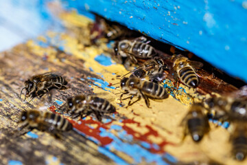 Wooden beehive and bees.The bees return to the beehive after the honeyflow.Honey bees on home...