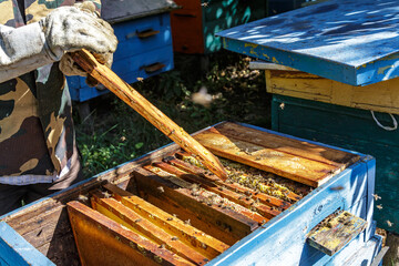 Beekeeper is working with bees and beehives on the apiary.Close up view of opened hive body showing...