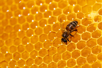 Macro photo of working bees on honeycombs.Beautiful honeycomb with bees close-up.Honey cell with...