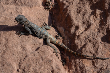 Sinai Agama Lizard Pseudotrapelus sinaitus in Wadi Rum, Jordan