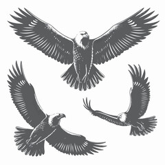 Obraz premium eagle with wings