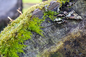 Colorful texture of moss on tree bark
