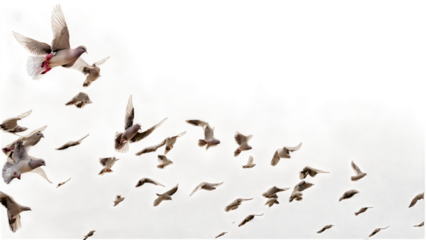 A group of doves flying in the sky, in png transparent
