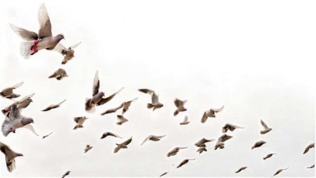 A group of doves flying in the sky, in png transparent