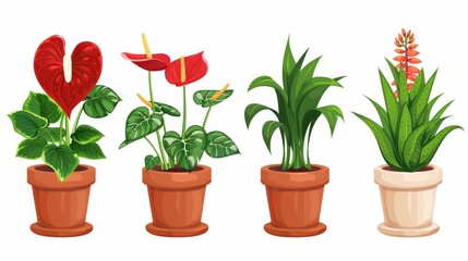 Anthurium flower pots set isolated on white background. Collection of cartoon plants for home decoration. Cactus, succulent, exotic cactus, colored anthurium. Modern illustration.