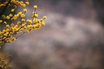 봄 풍경, 산수유 개화