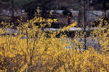 봄 풍경, 개나리 개화