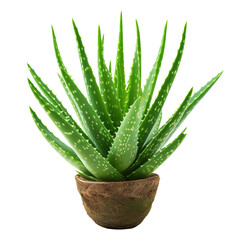 Aloe Vera Plant isolated on transparent background With clipping path. cut out. 3d render