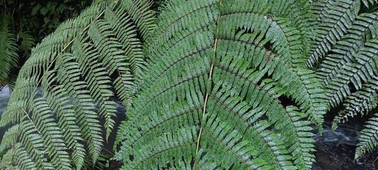 photo of fern leaves, can be used as a background