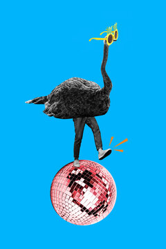 3D photo collage trend artwork sketch image of young bodyless person wear costune ostrich aminal bird wild life walk on disco ball dance