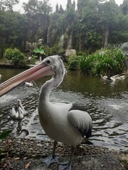A group of Timor Pelicans (Pelecanus conspicillatus) or water birds that have a pouch under their beaks are playing, having fun in the water park.