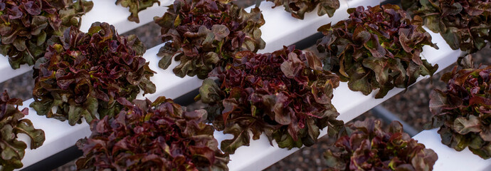 Banner fresh Red Oak Leaf Lettuce organic hydroponic vegetable plantation produce red salad...