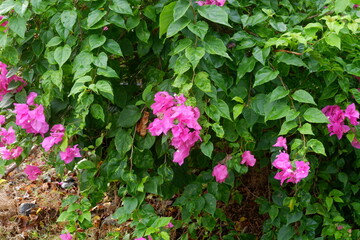 photography of paper flowers or those with the lattin name bougainvillea with a natural background