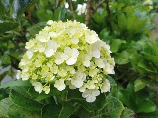 white flowers in the garden