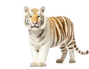 Albino Tiger stehend auf vier beinen isoliert auf weißen Hintergrund, Freisteller 