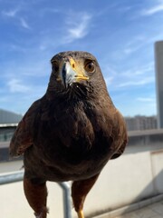 Aquila di herris 