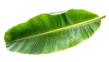 Obraz premium bananenblatt isoliert auf weißen Hintergrund, Freisteller