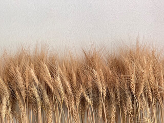 Golden wheat field with ears of wheat swaying in the breeze captures the essence of rural...
