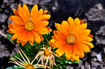 Gazania (African Daisy)
