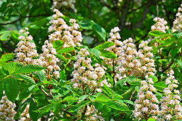 Blossoming chestnut (Castanea sativa)