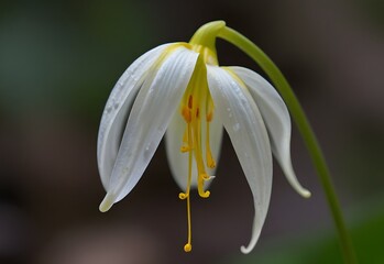 A fawn lily's petals droop gracefully, revealing delicate yellow stamens, generative AI