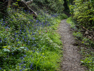 Pathway in a Rural Cornish forest.