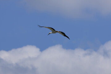 A male Oriental Stork flying in search of presents for his wife