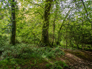 Obraz premium Spring Day in a Cornish Woodland.