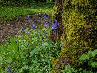 Spring flowers and Bluebells in a Cornish Forest.