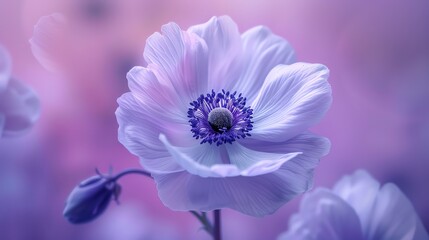 Anemone, pastel violet background, magazine cover style, soft lighting, direct front view