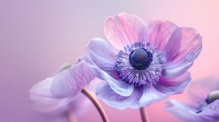 Anemone, pastel violet background, magazine cover style, soft lighting, direct front view