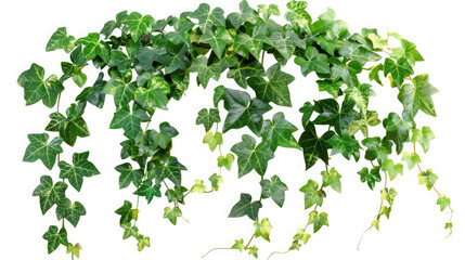 Hanging vines ivy foliage jungle bush, heart shaped green leaves climbing plant nature backdrop isolated on white background with clipping path,Lush Green Hanging Potted Plant Isolated on White 
