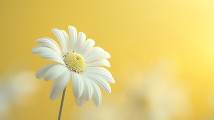 Daisy, pastel yellow background, magazine cover style, soft lighting, direct front shot